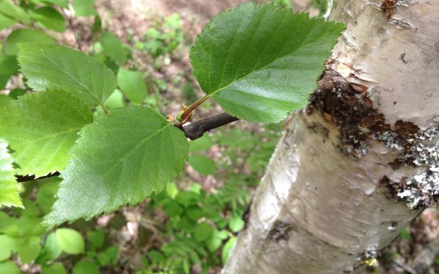 Paper Birch reference