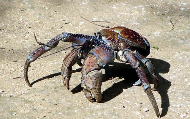 Coconut Crab reference