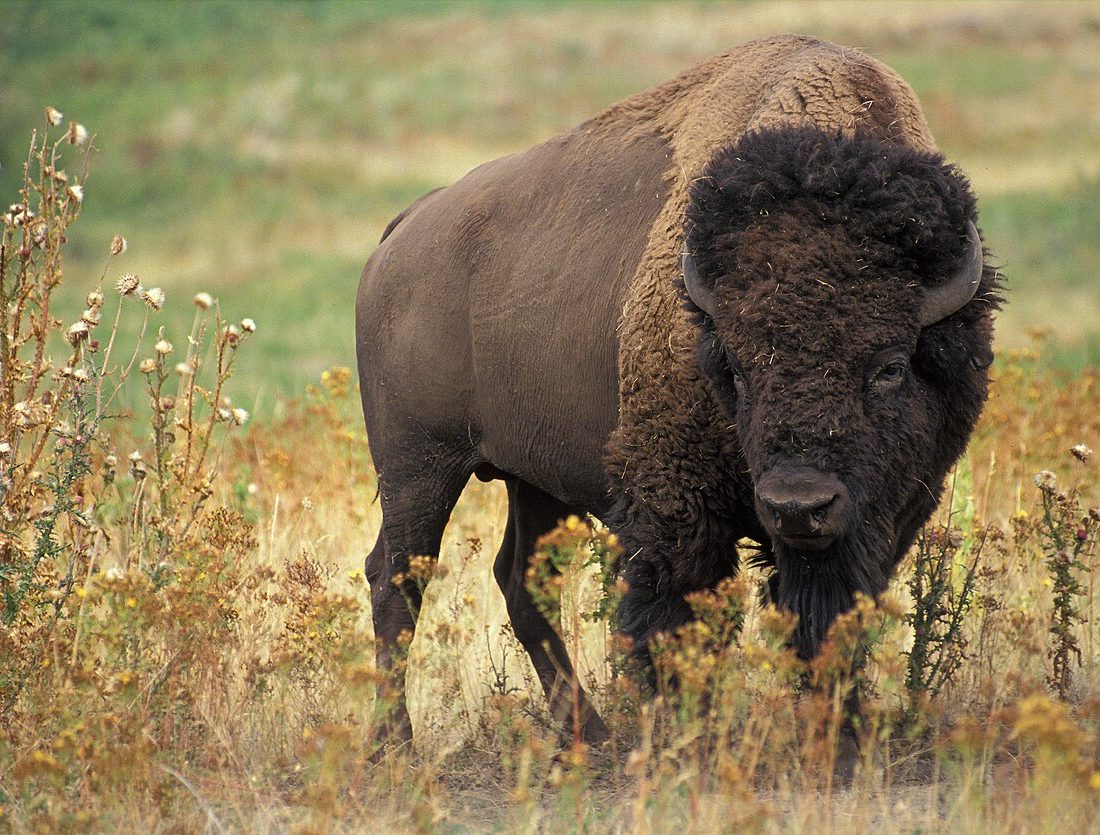 American Bison reference
