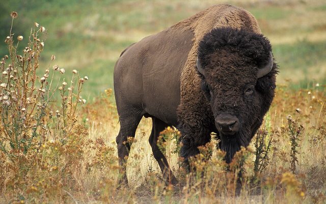 American Bison reference