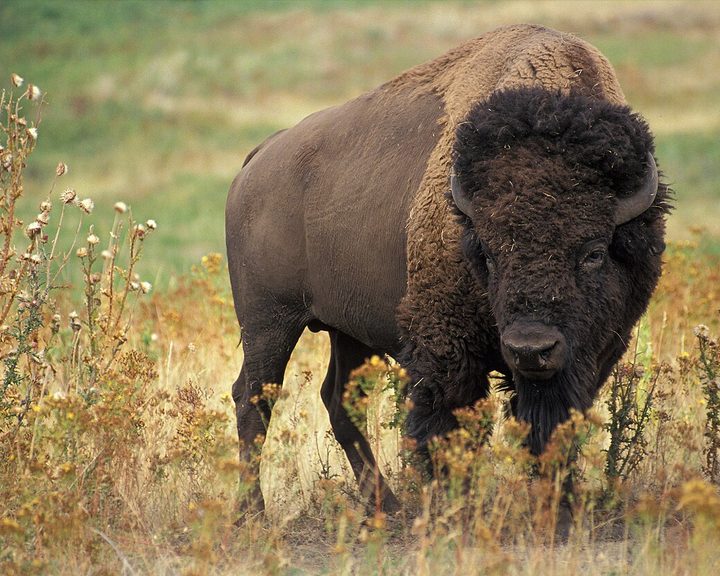 American Bison