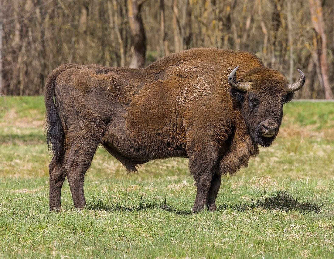 European Bison reference