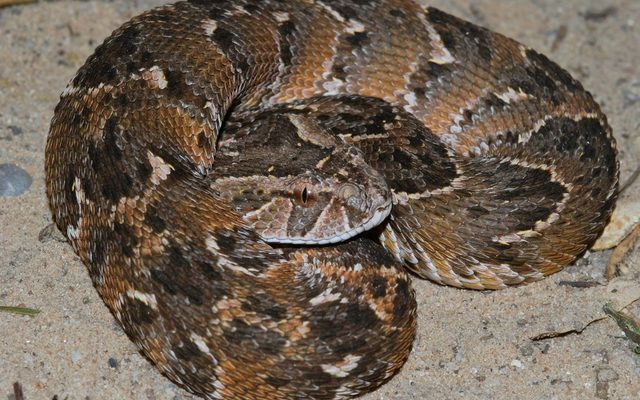 Puff Adder reference