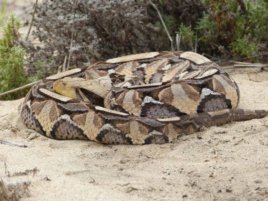 Gaboon Viper reference