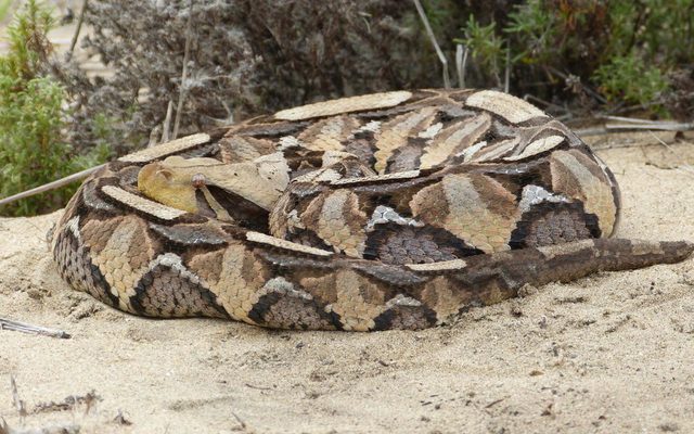 Gaboon Viper reference