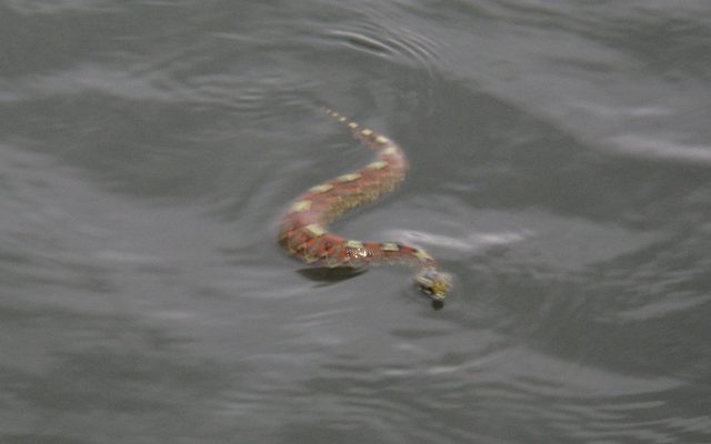 Rhinoceros Viper reference