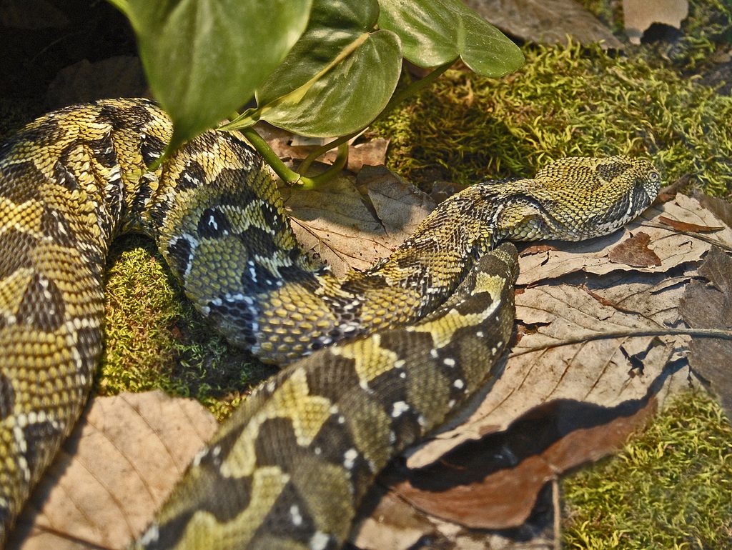 Ethiopian Mountain Viper reference