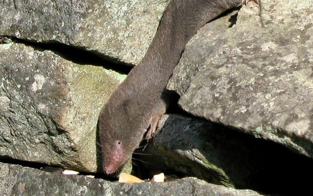 Northern Short-tailed Shrew reference