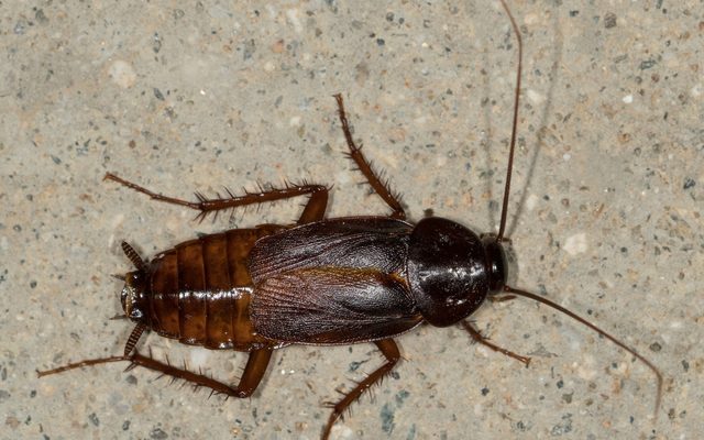 Oriental Cockroach reference