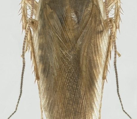 Asian Cockroach reference
