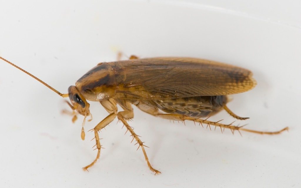 German Cockroach reference