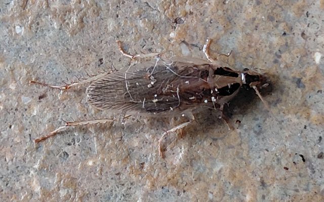 Field Cockroach reference