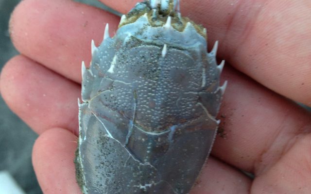 Spiny Sand Crab reference