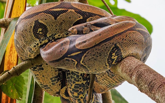 Red-tailed Boa reference