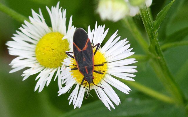 Boxelder Bug reference