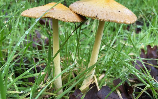 Yellow Fieldcap reference