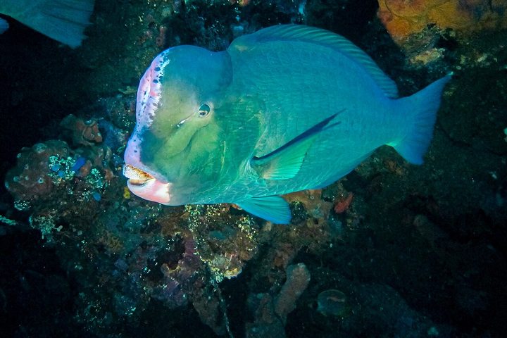 Bumphead Parrotfish