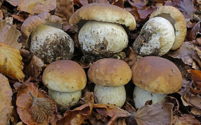 King Bolete reference