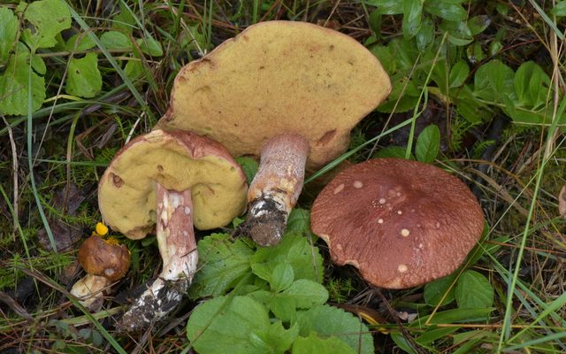 Pine Bolete reference