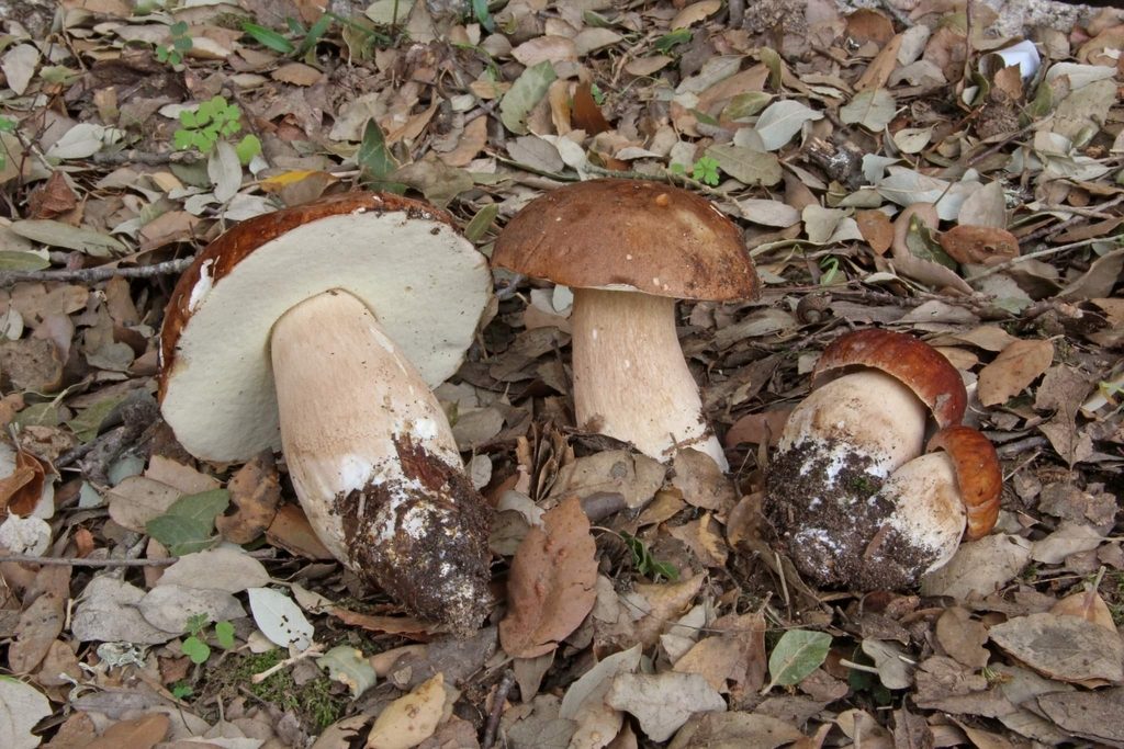 Summer Bolete reference