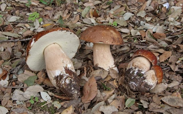 Summer Cep reference