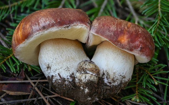 Spring King Bolete reference