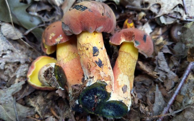 Sensible Bolete reference