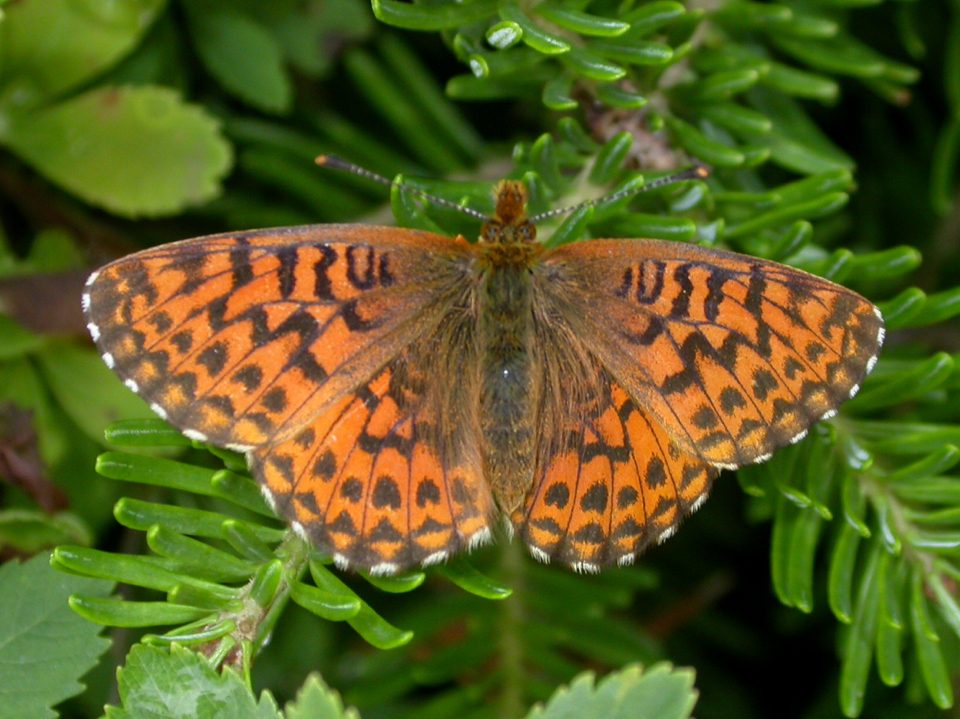 Arctic Fritillary reference