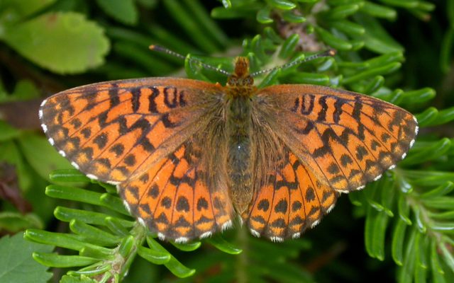 Arctic Fritillary reference