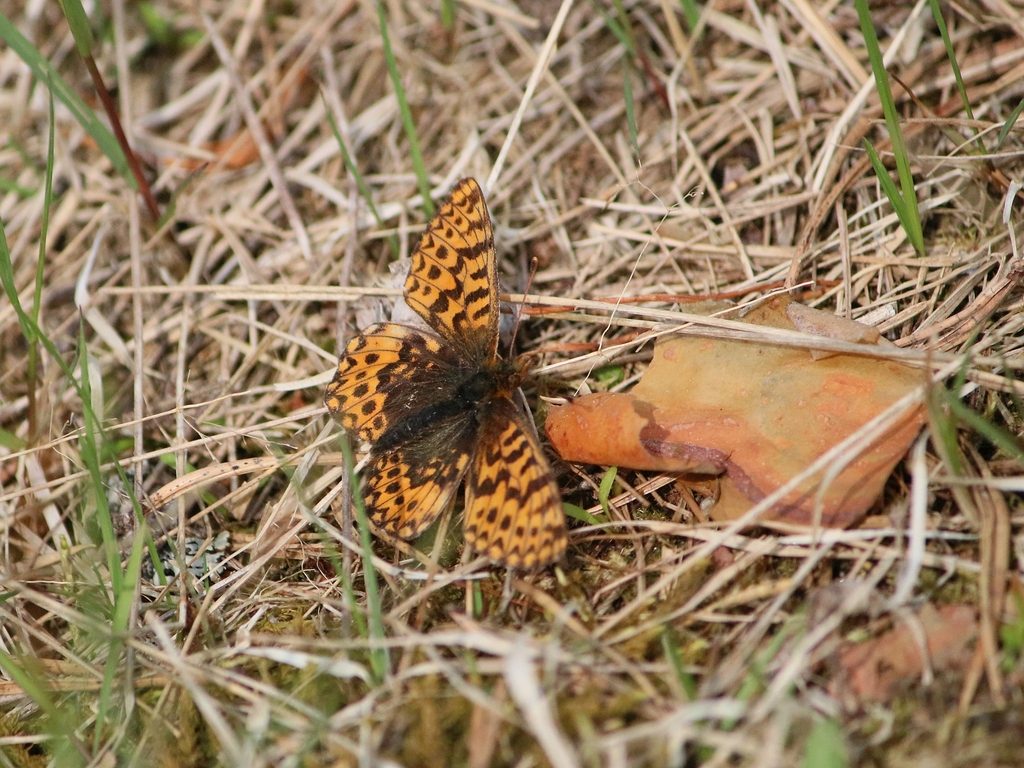Lappland Fritillary reference