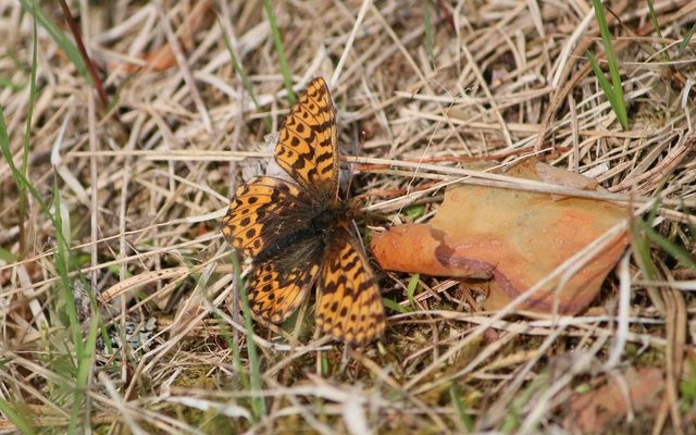Freija Fritillary reference