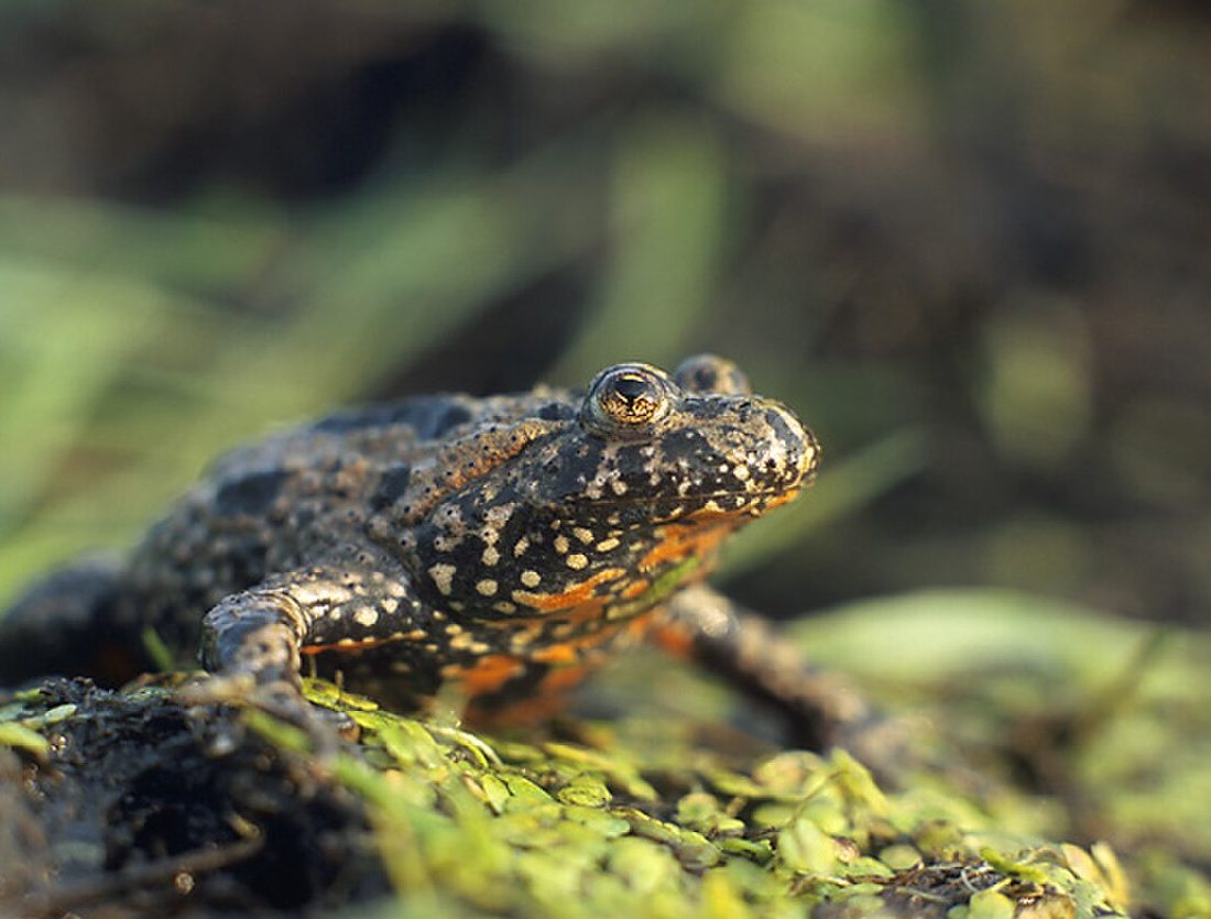 European Fire-bellied Toad reference