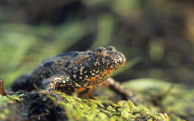 European Fire-bellied Toad reference