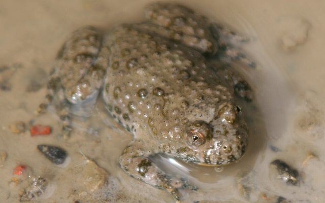 Yellow-bellied Toad reference