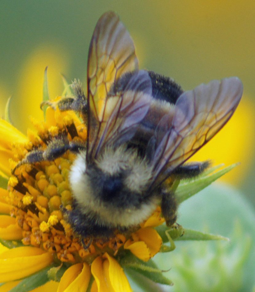 Rusty Patch Bumblebee reference