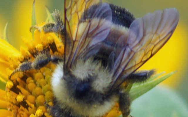 Rusty-patched Bumble Bee reference
