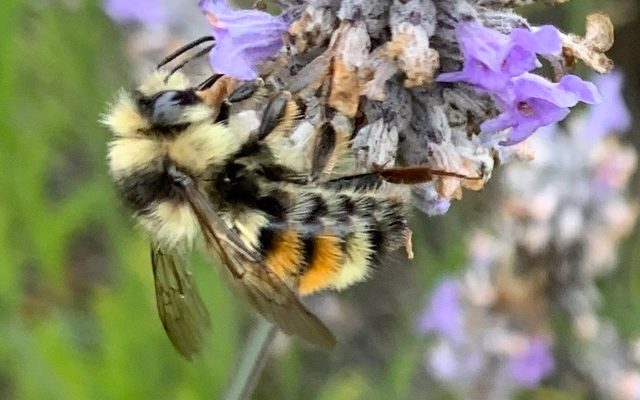 Two-Form Bumblebee reference