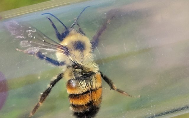 Two-Spotted Bumblebee reference