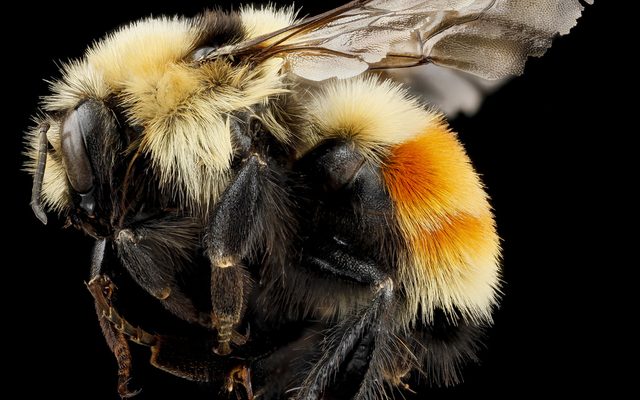 Hunt's Bumble Bee reference