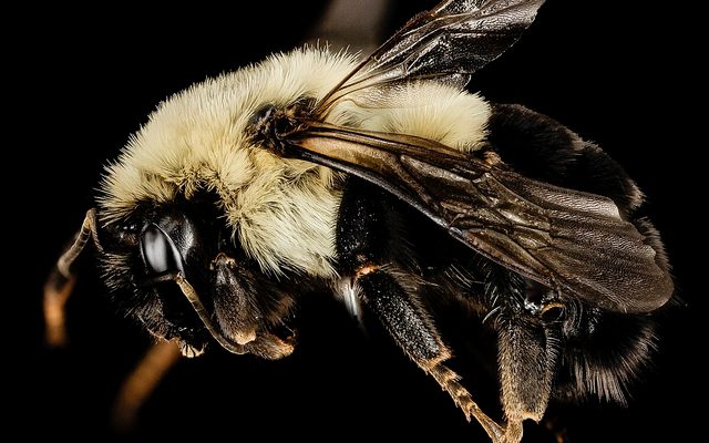 Common Eastern Bumble Bee reference