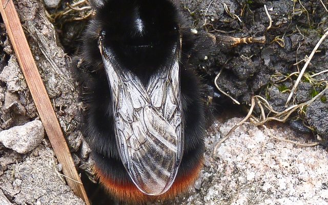 Red-tailed Bumblebee reference