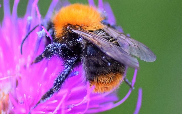 Common Carder Bee reference