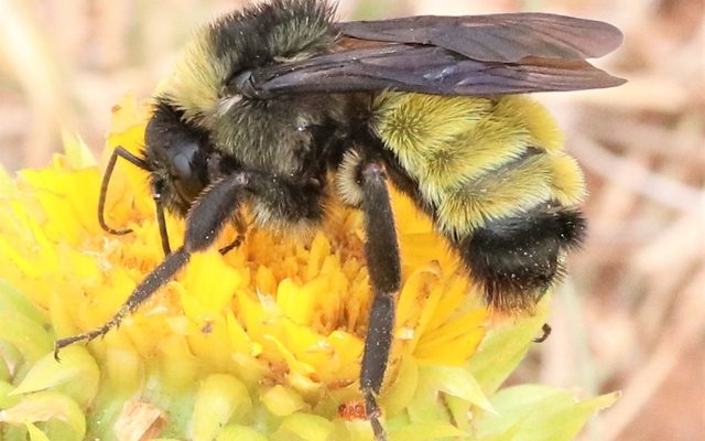 American Bumble Bee reference