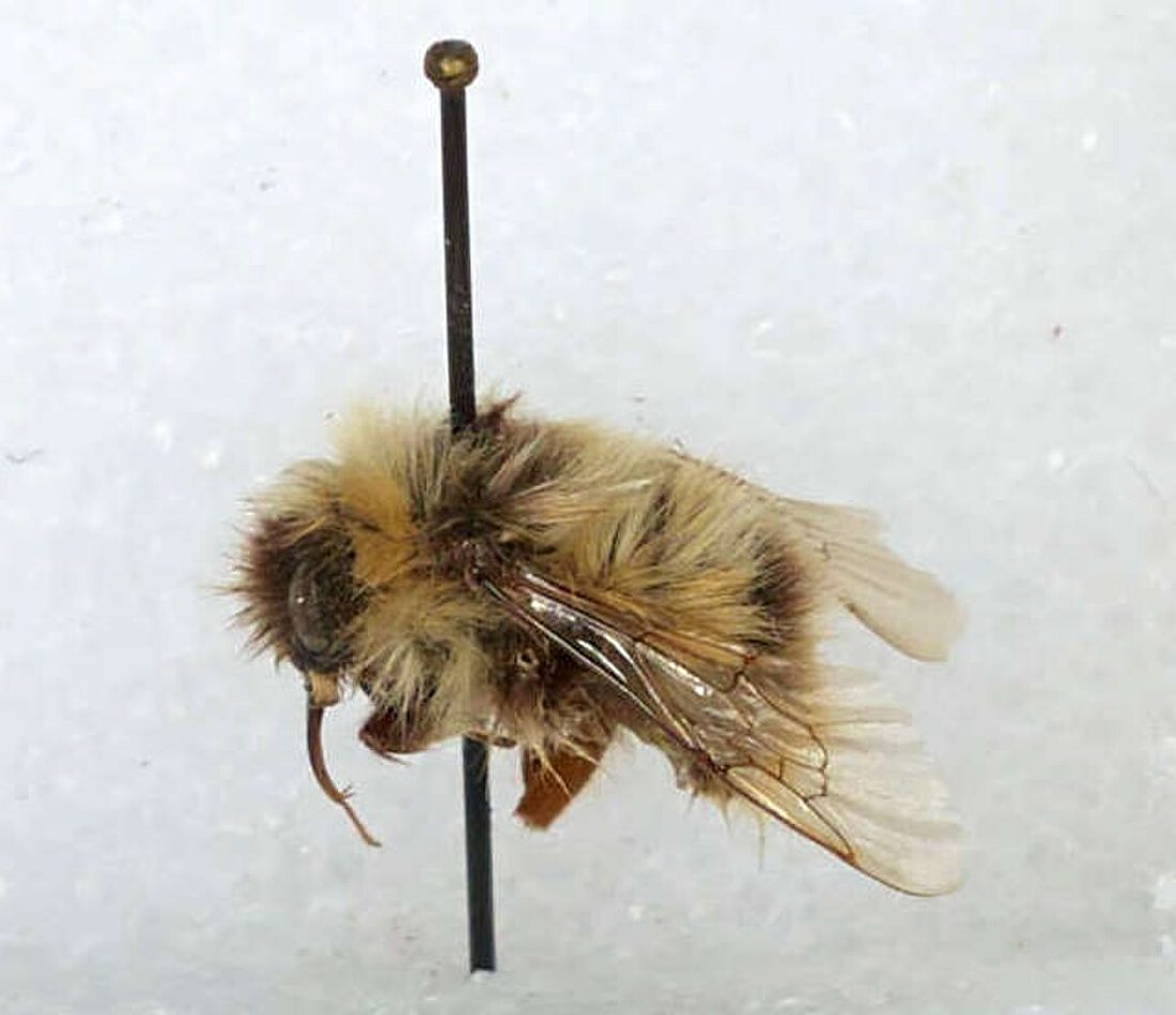 Arctic Bumblebee reference