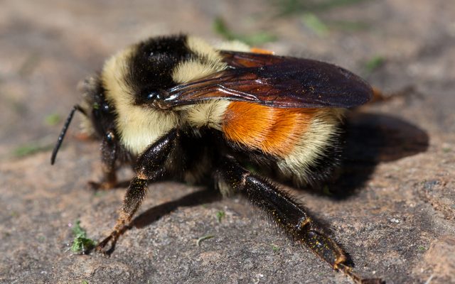 Tricolored Bumble Bee reference