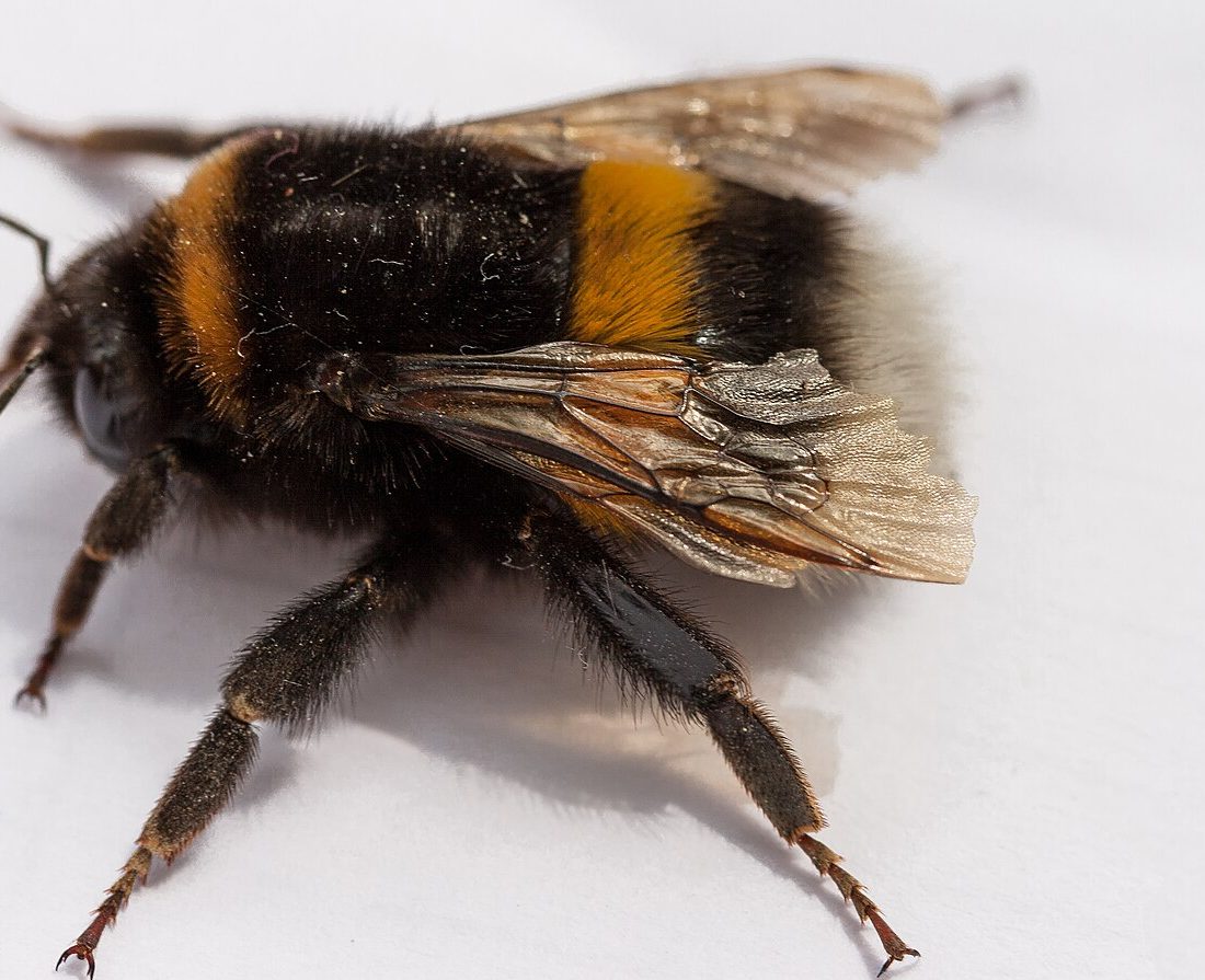 Buff-tailed Bumblebee reference