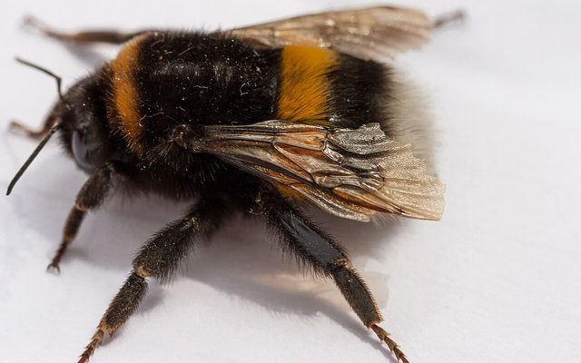 Buff-Tailed Bumblebee reference