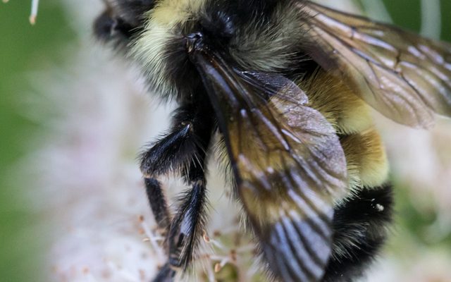 Yellow-banded Bumble Bee reference