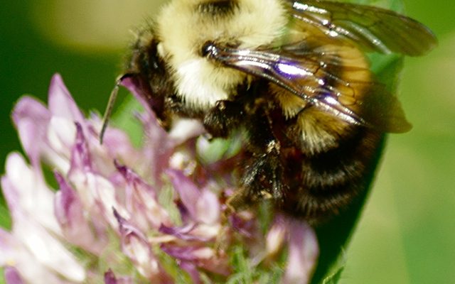 Half-black Bumble Bee reference