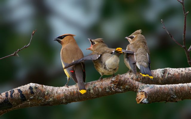 Cedar Waxwing reference